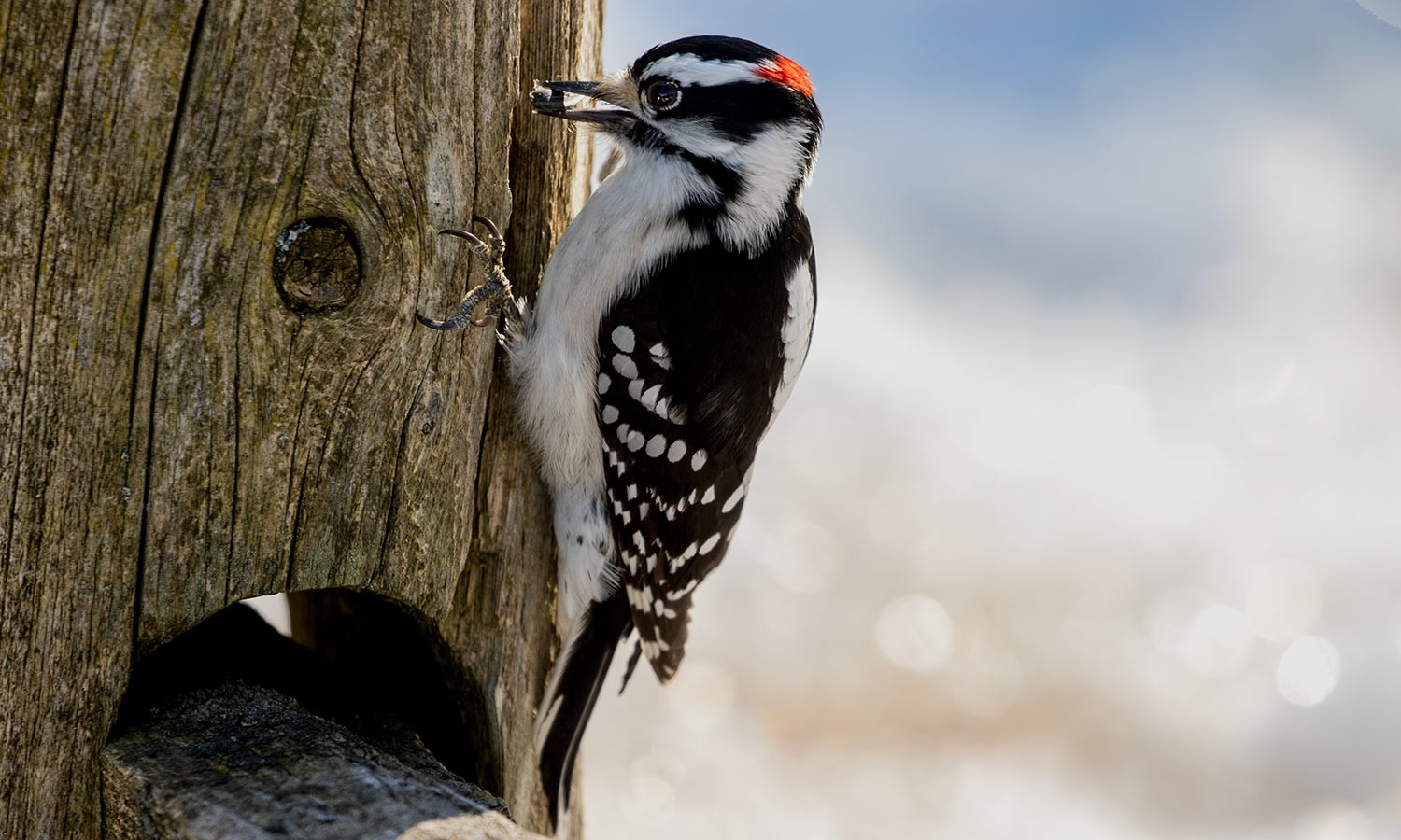 Hairy Woodpecker