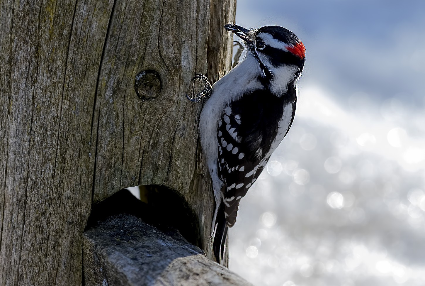 Hairy Woodpecker