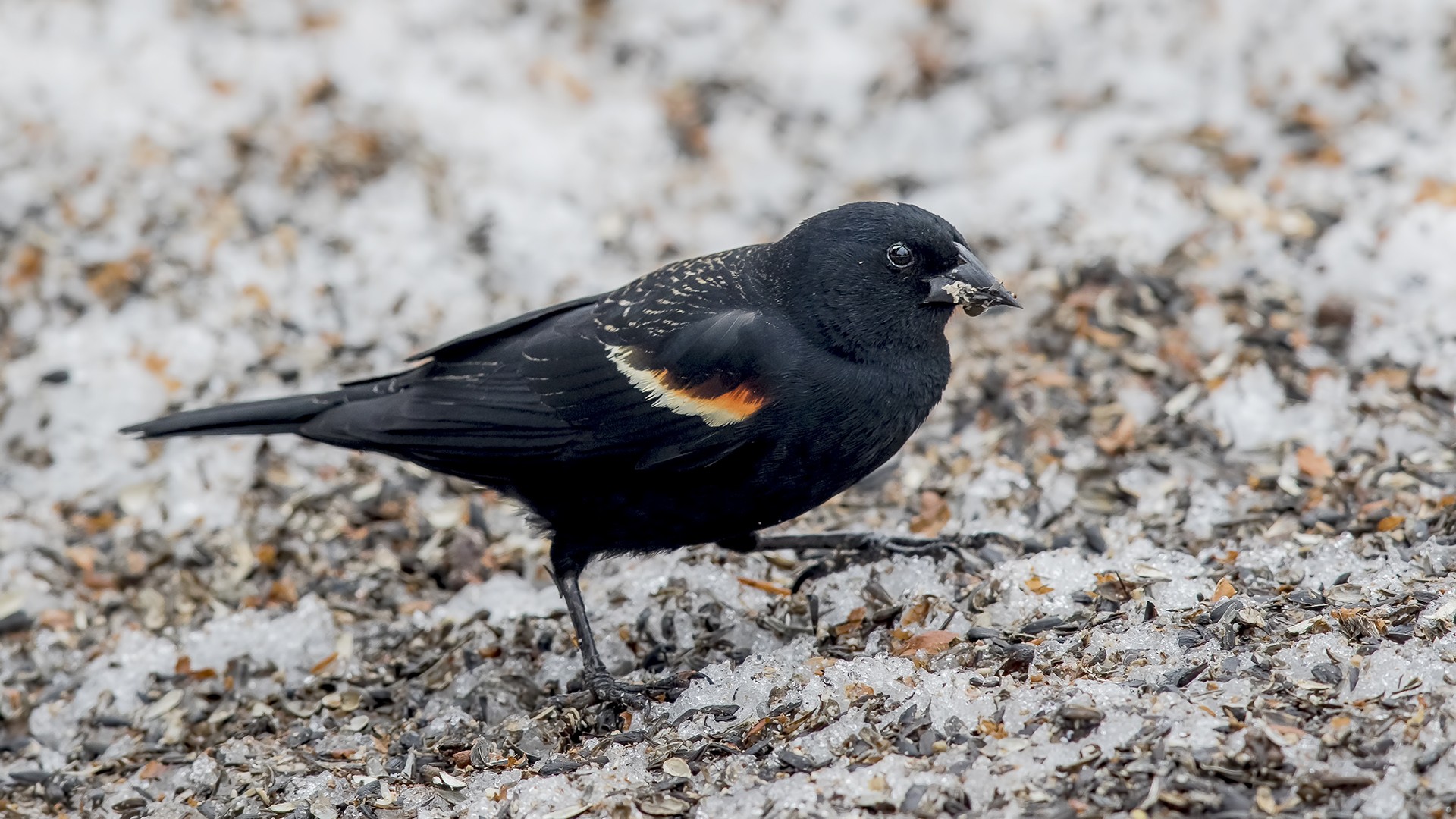 Red-winged Blackbird