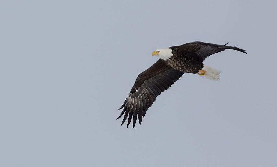Bald Eagle
