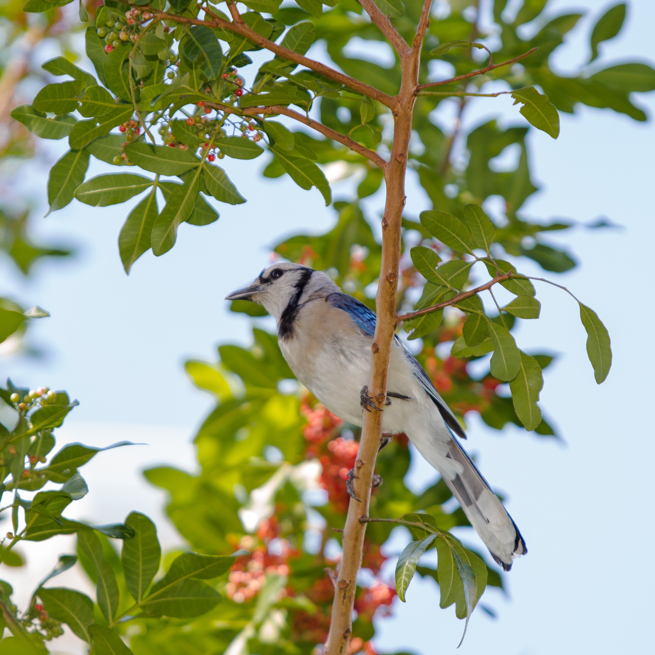 Blue Jay