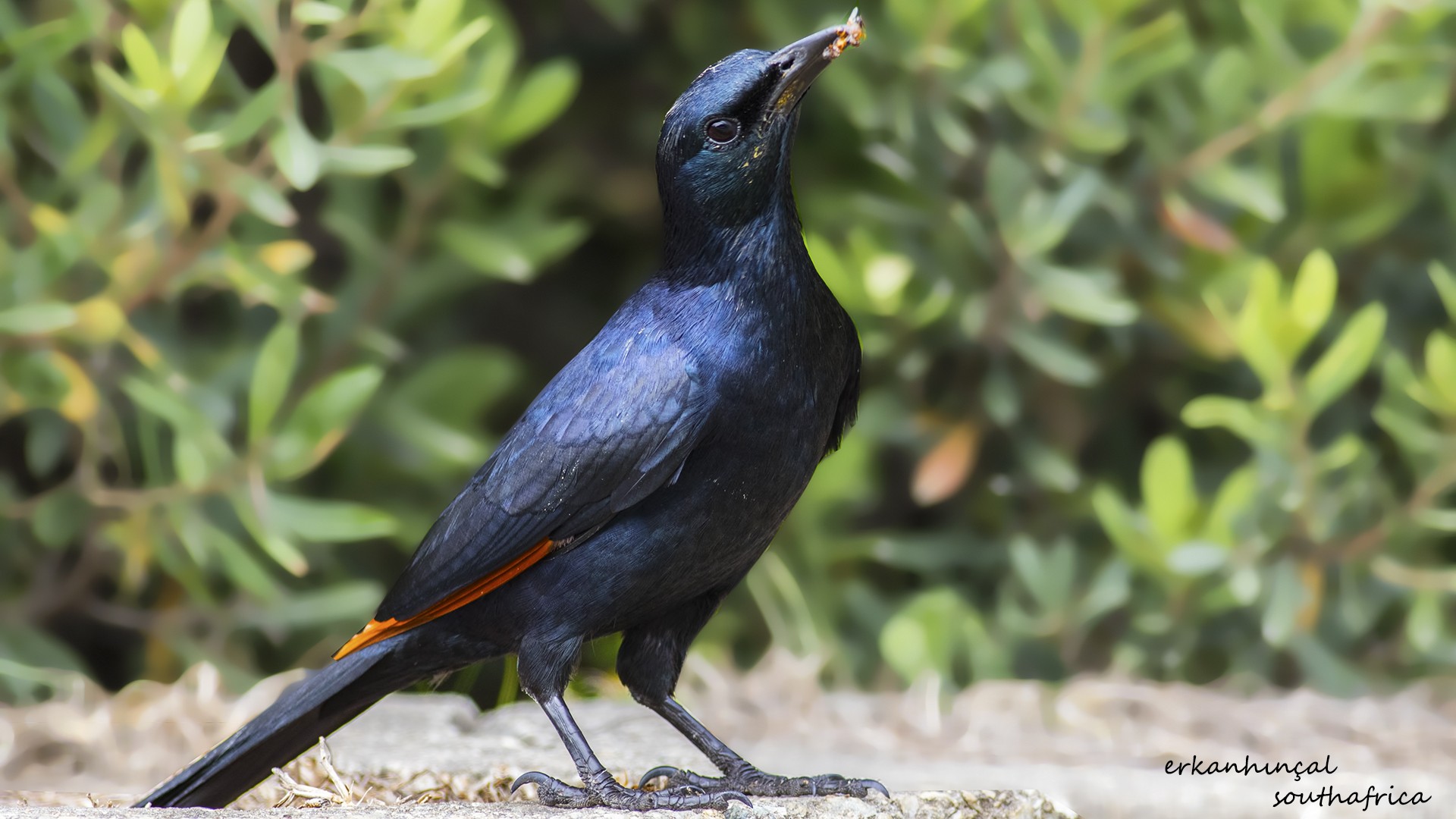 Red-winged Starling