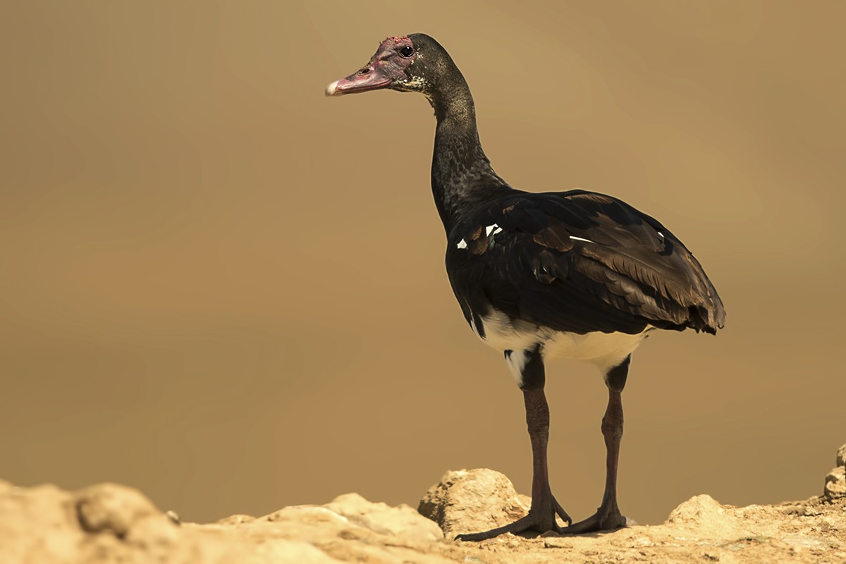 Spur-winged Goose