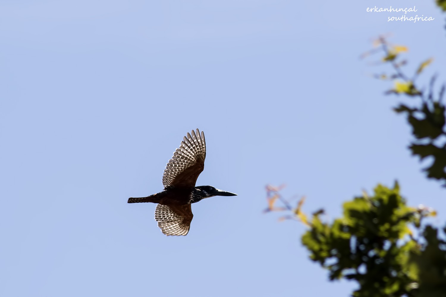 Giant Kingfisher