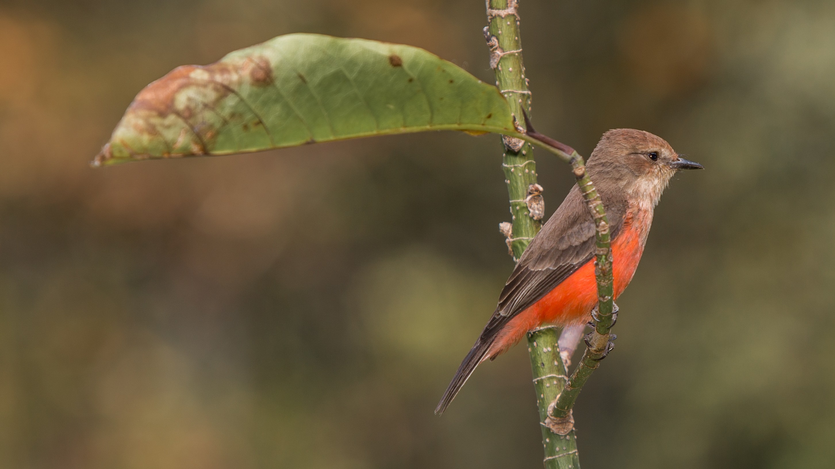 Vermilion Flycatcher