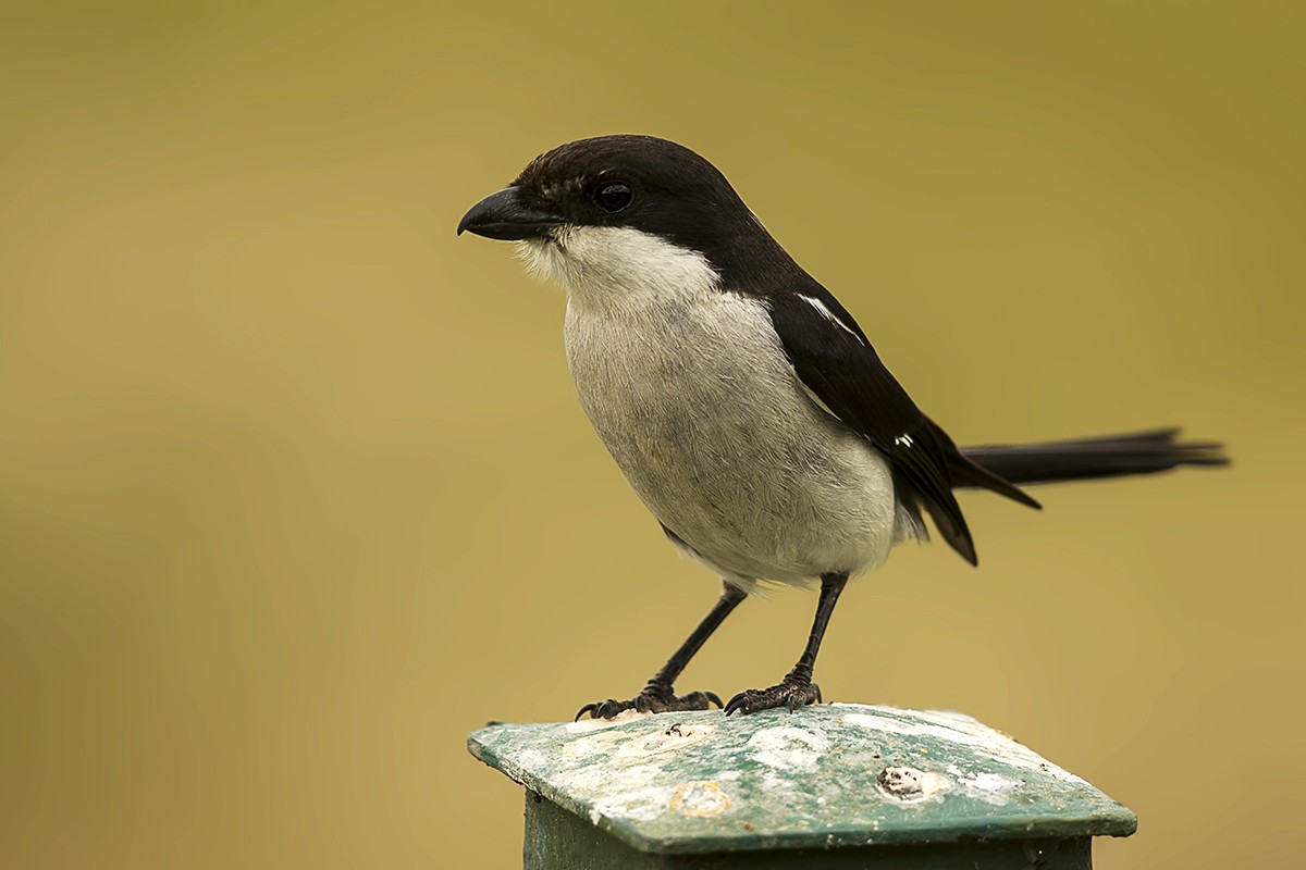 Common Fiscal