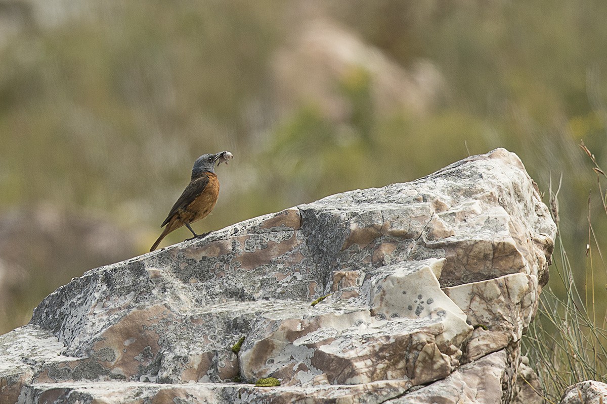 Cape Rock-thrush