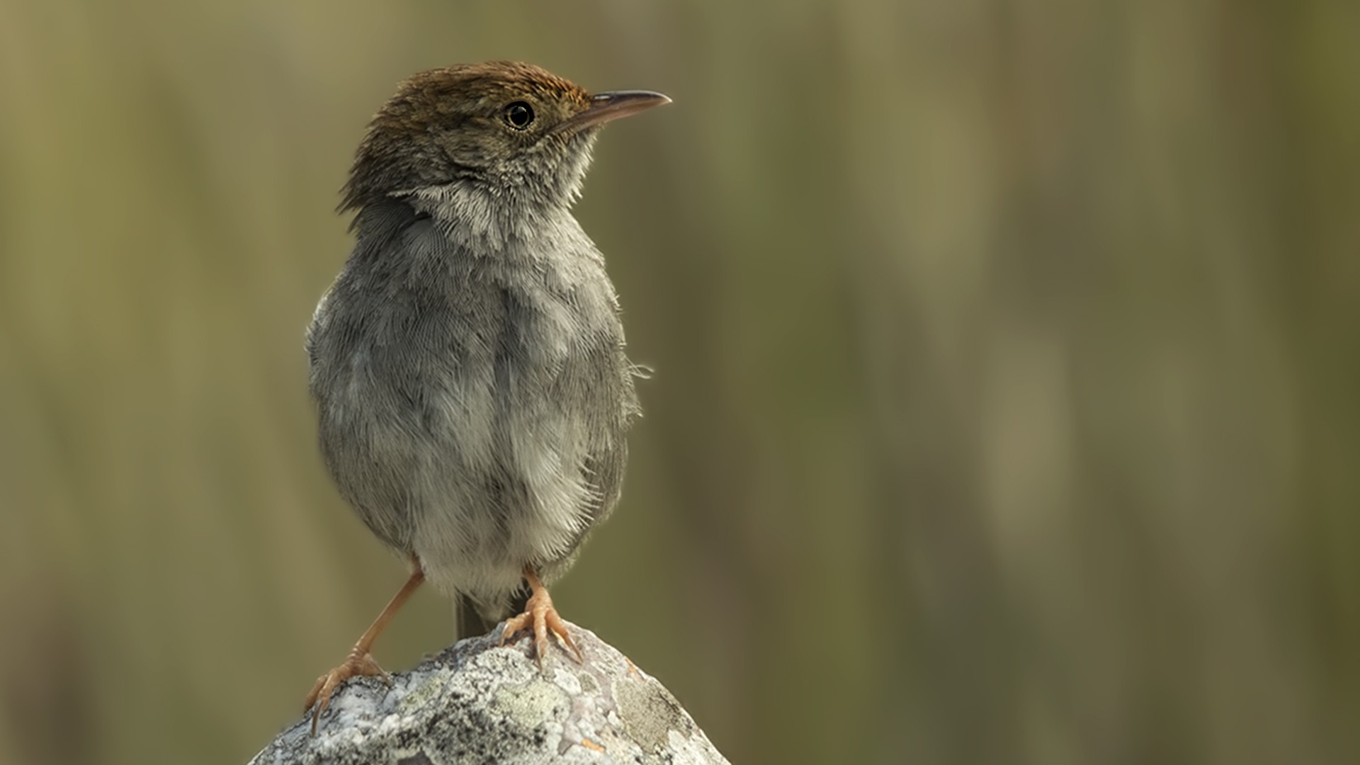 Levaillant's Cisticola