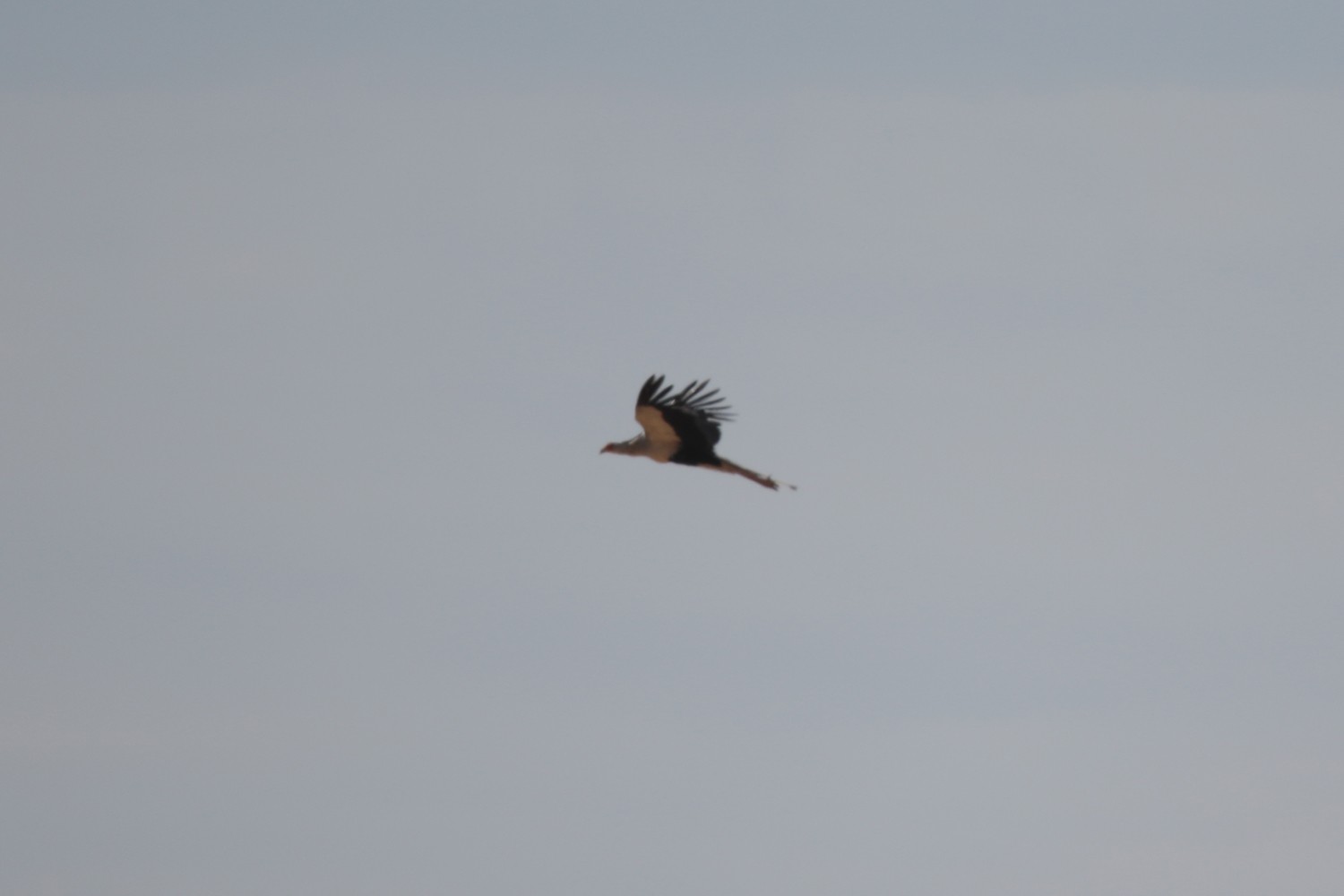 Secretarybird