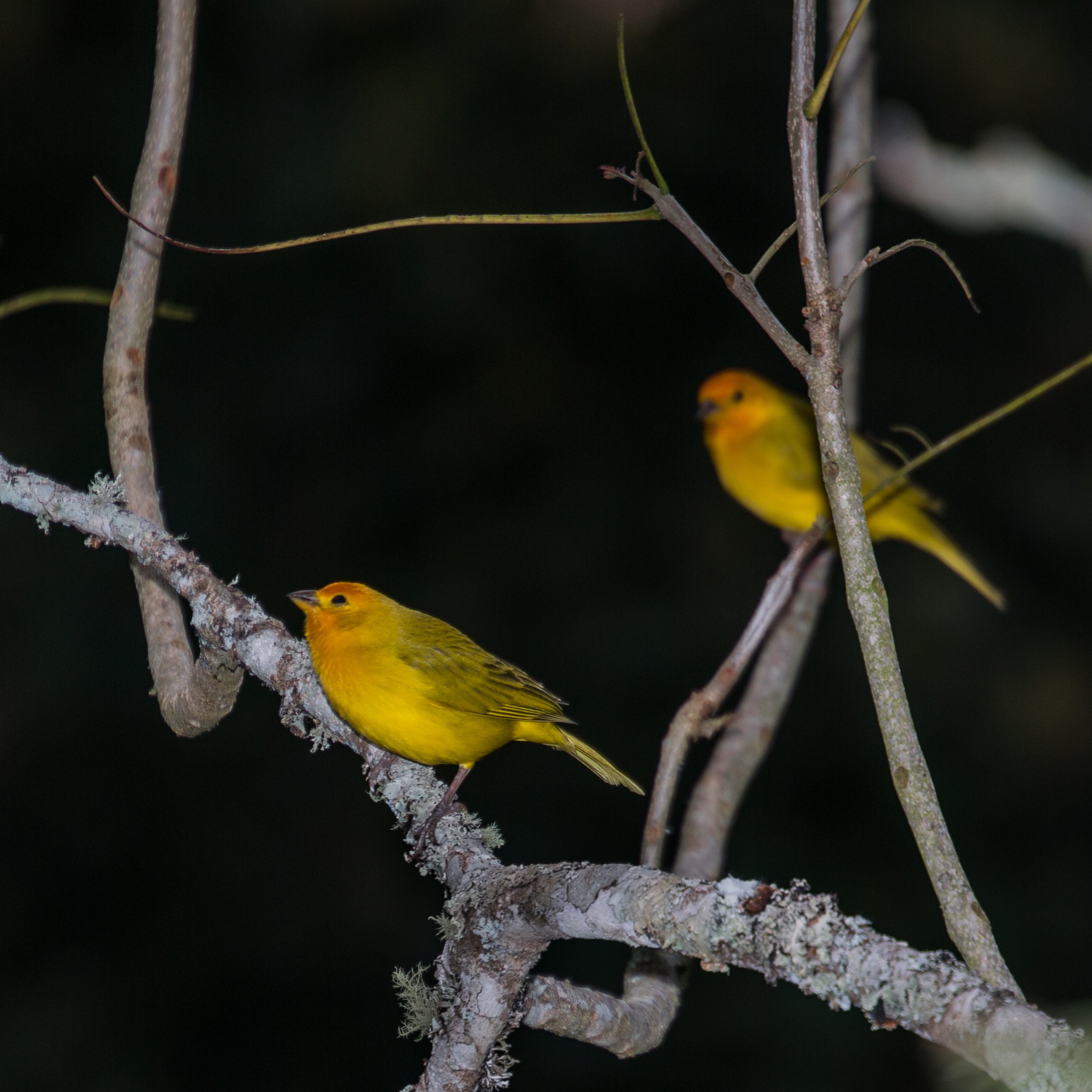 Saffron Finch
