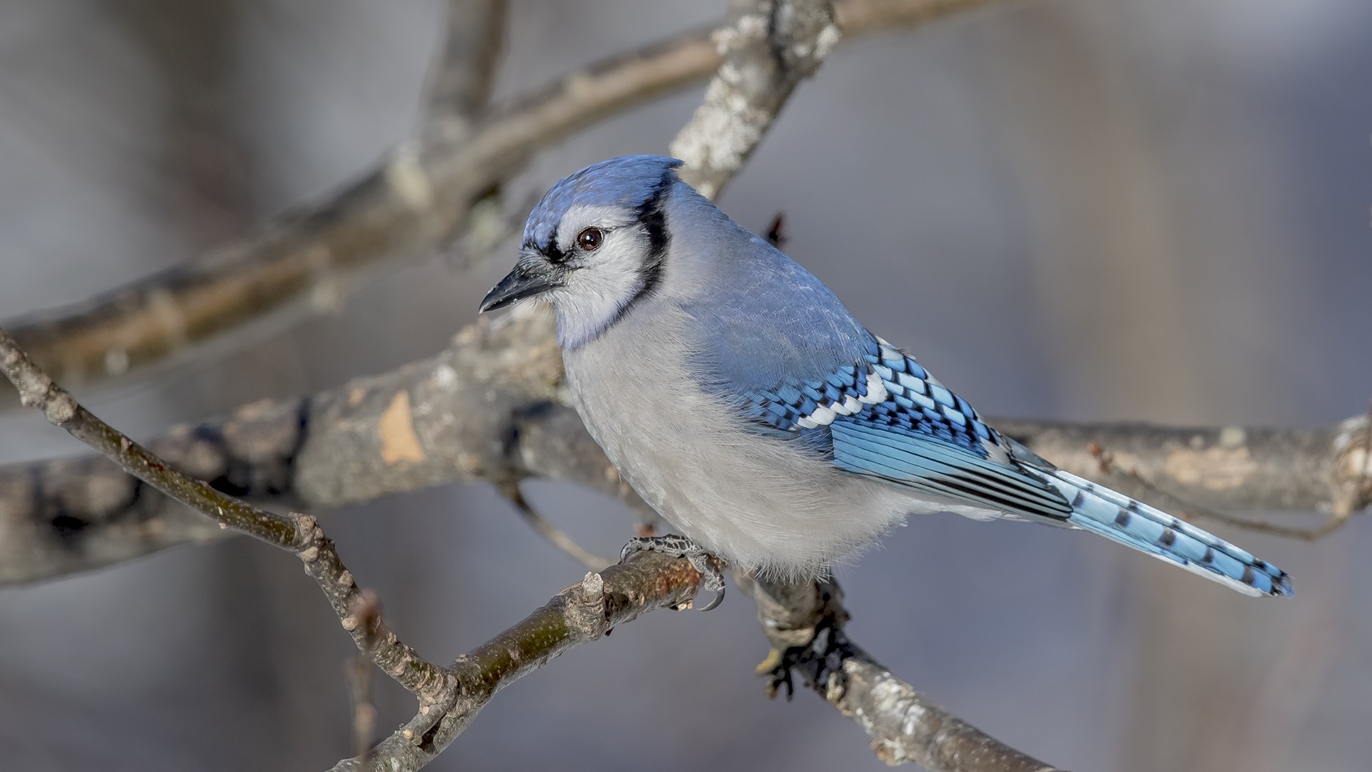 Blue Jay