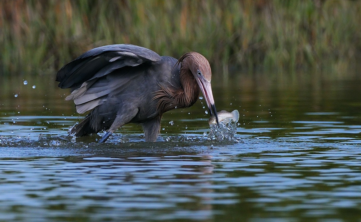 Reddish Egret