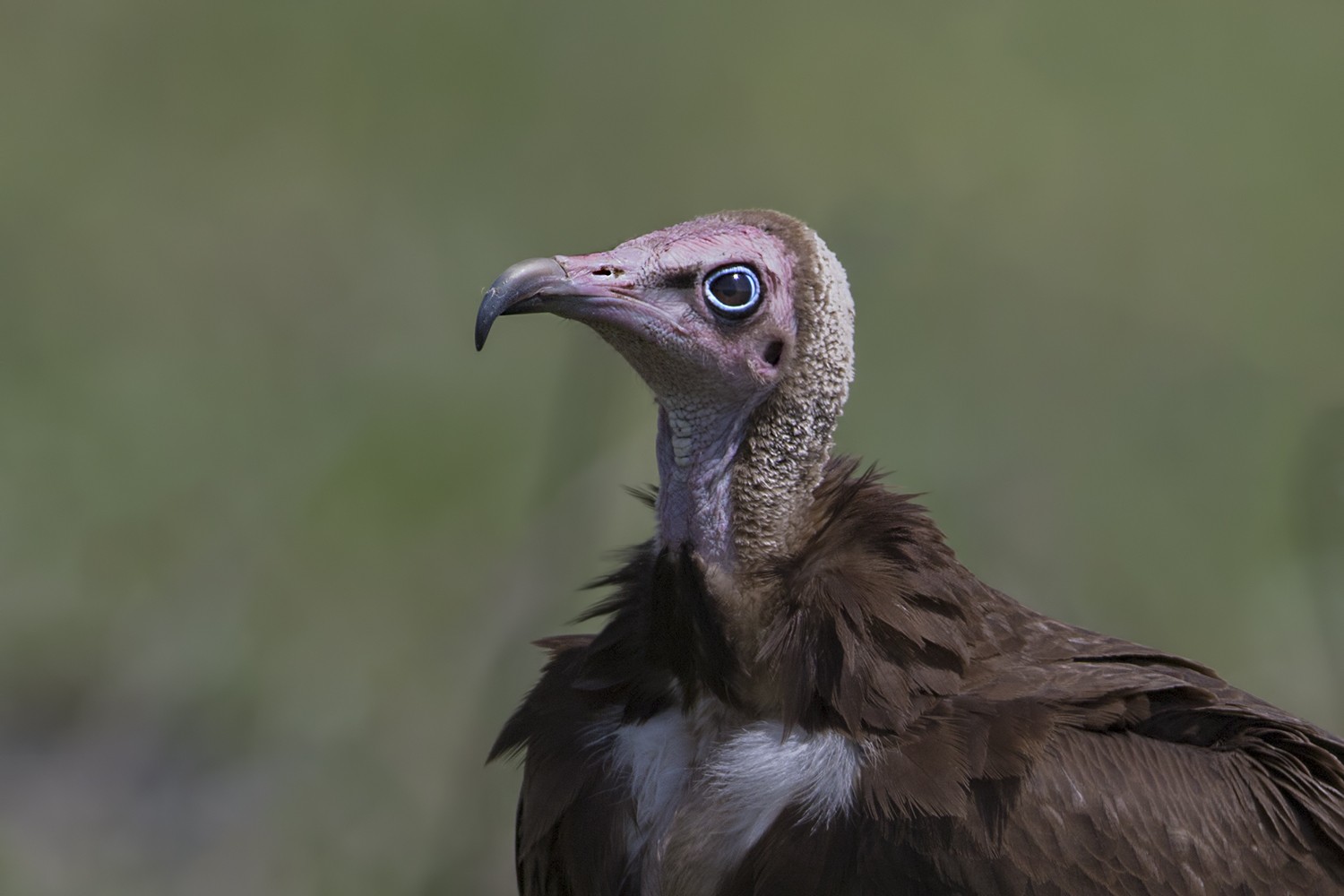 Hooded Vulture