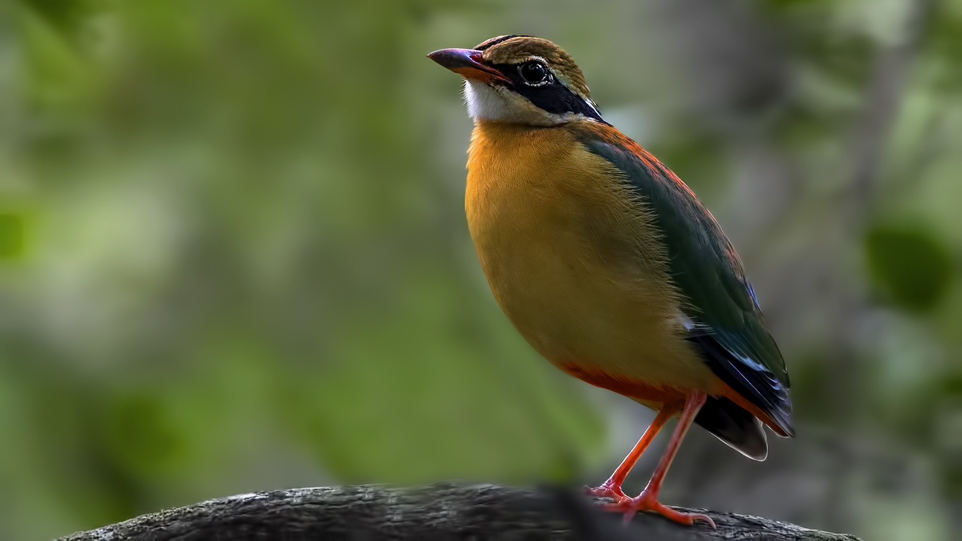 Indian Pitta