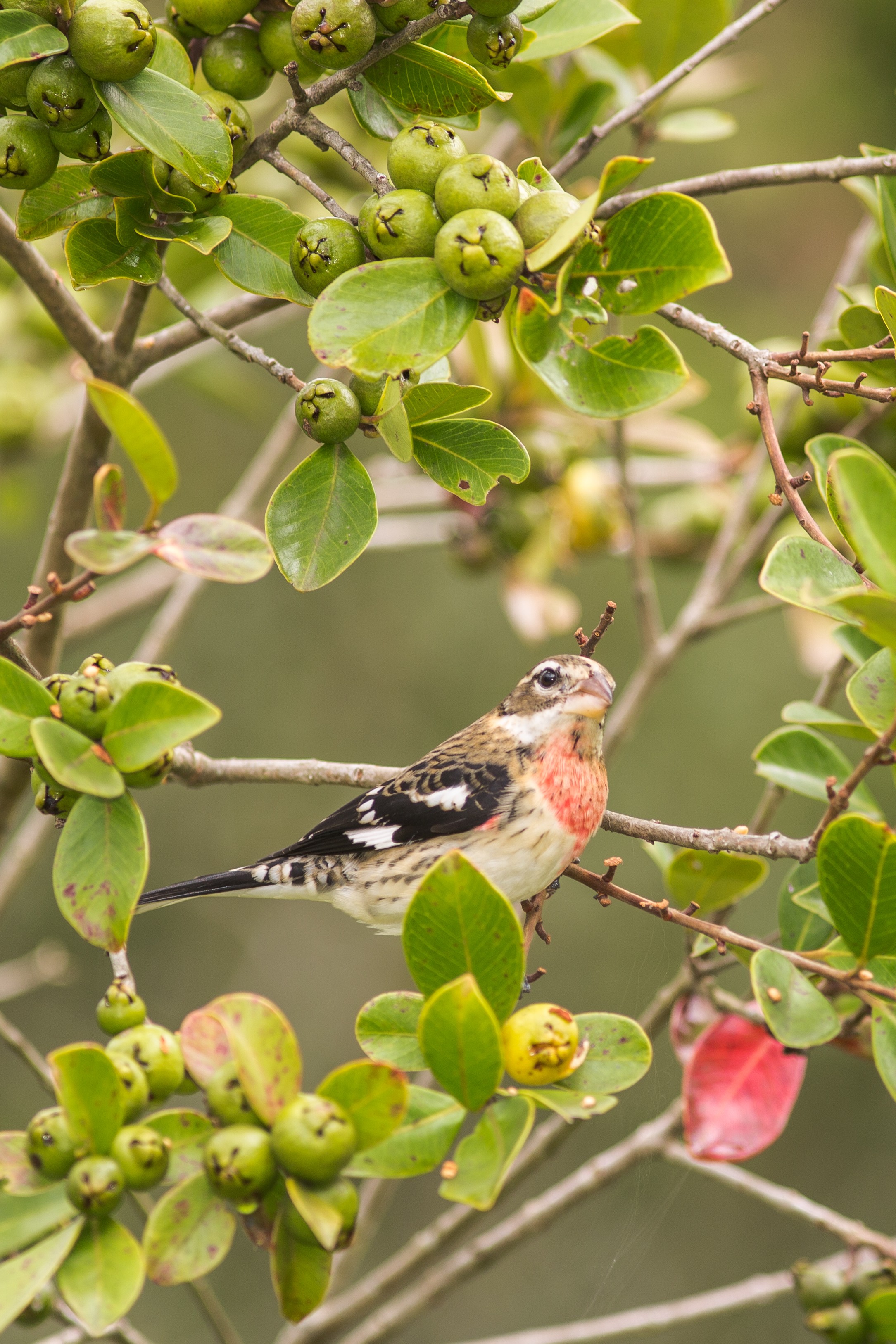 Rose-breasted Grosbeak