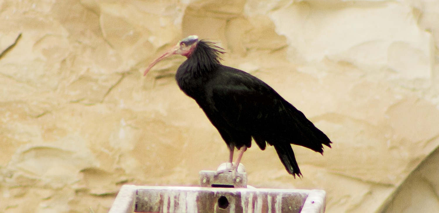 Kelaynak
