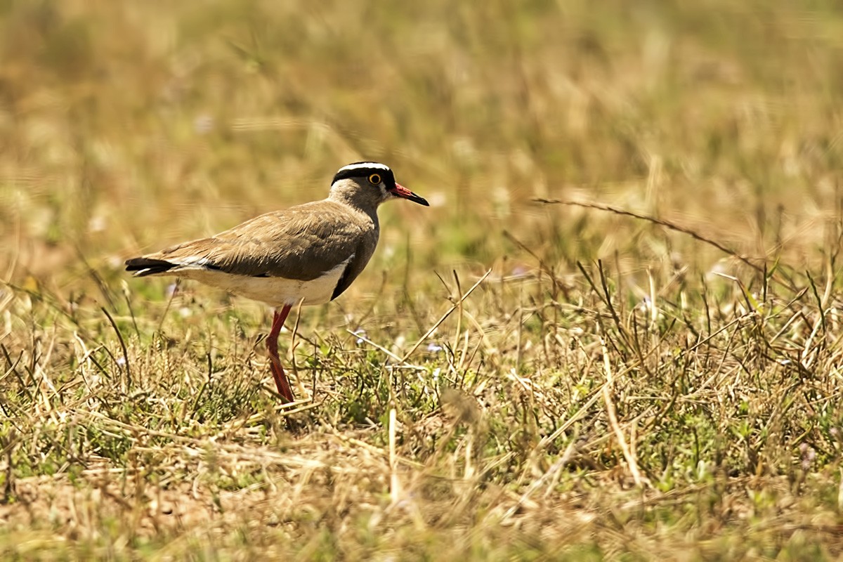 Crowned Lapwing