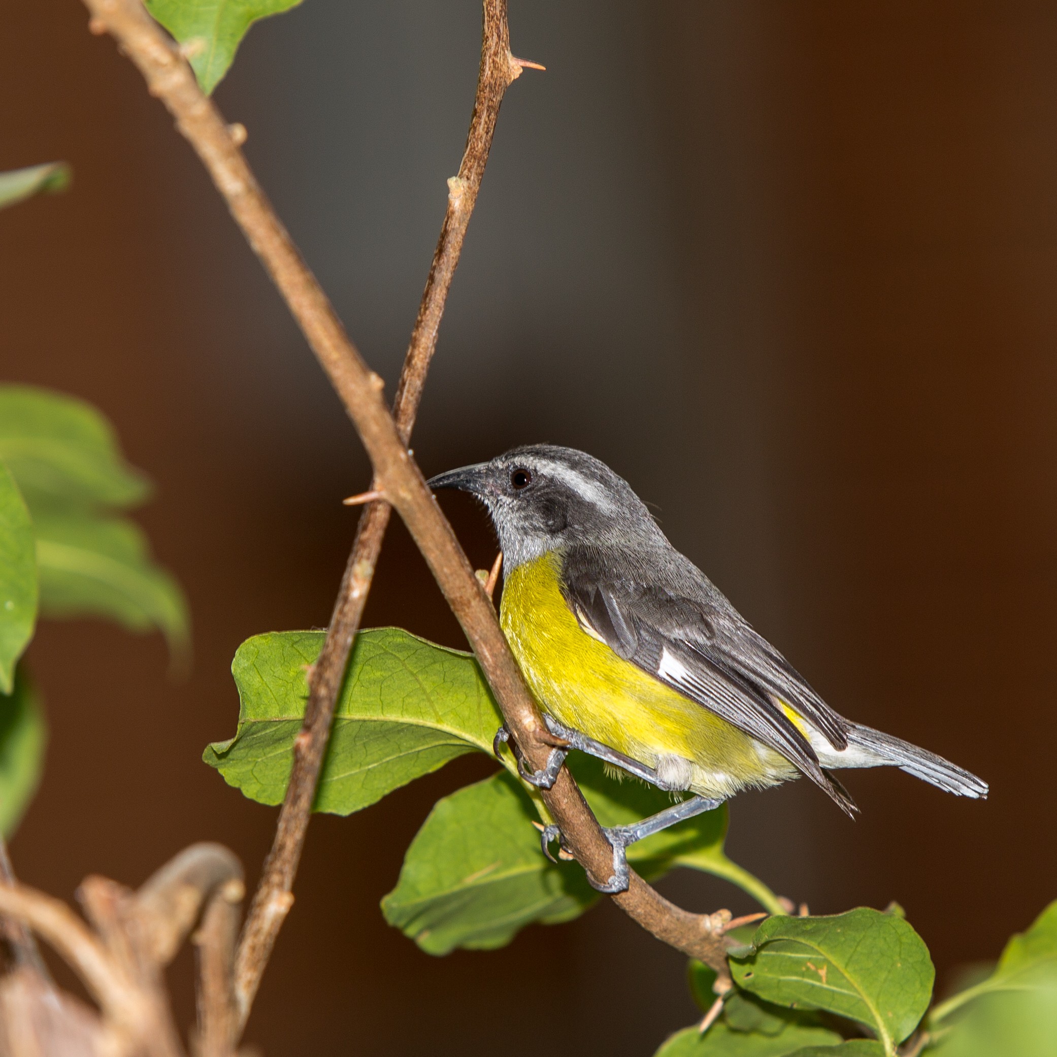 Bananaquit