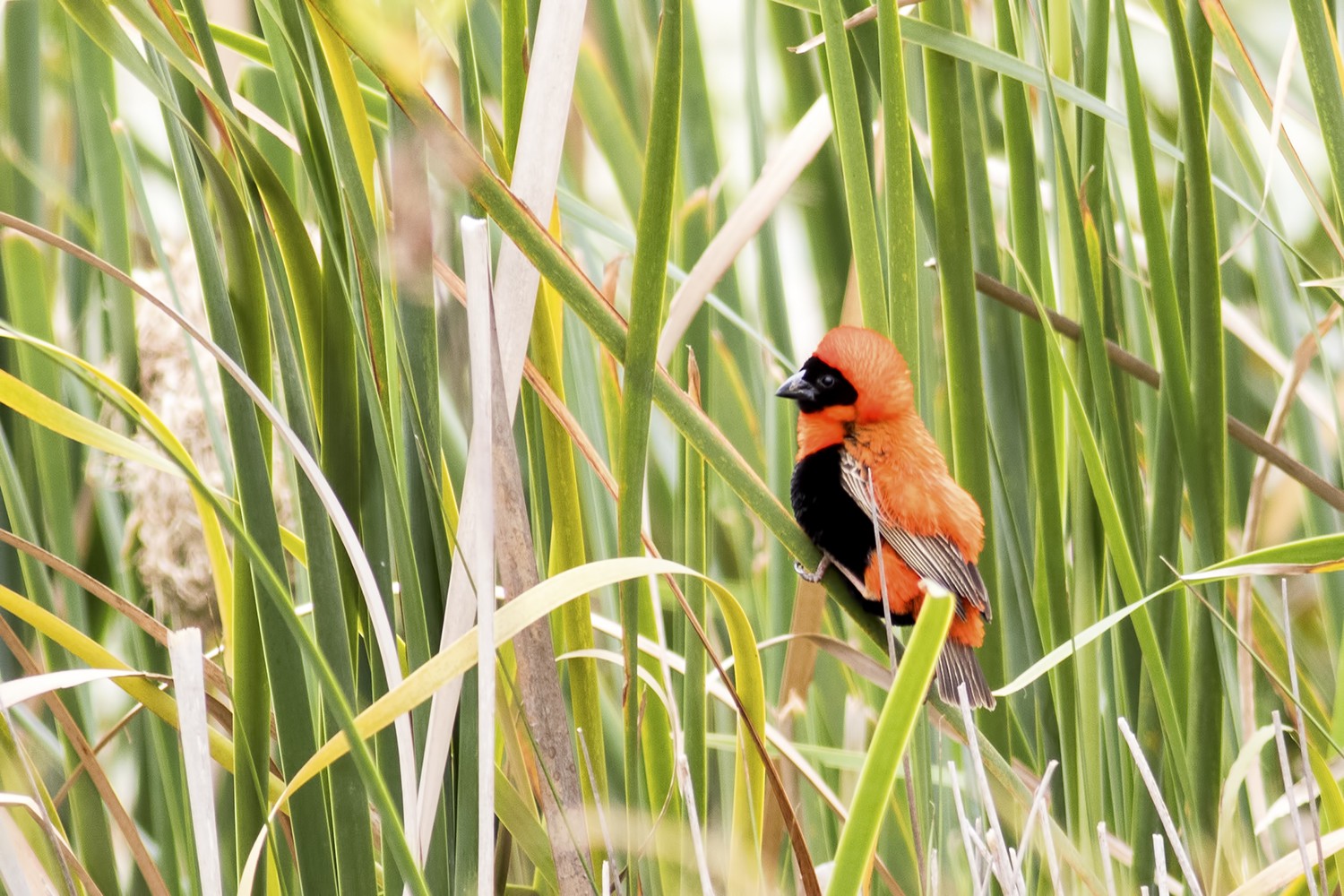 Southern Red Bishop