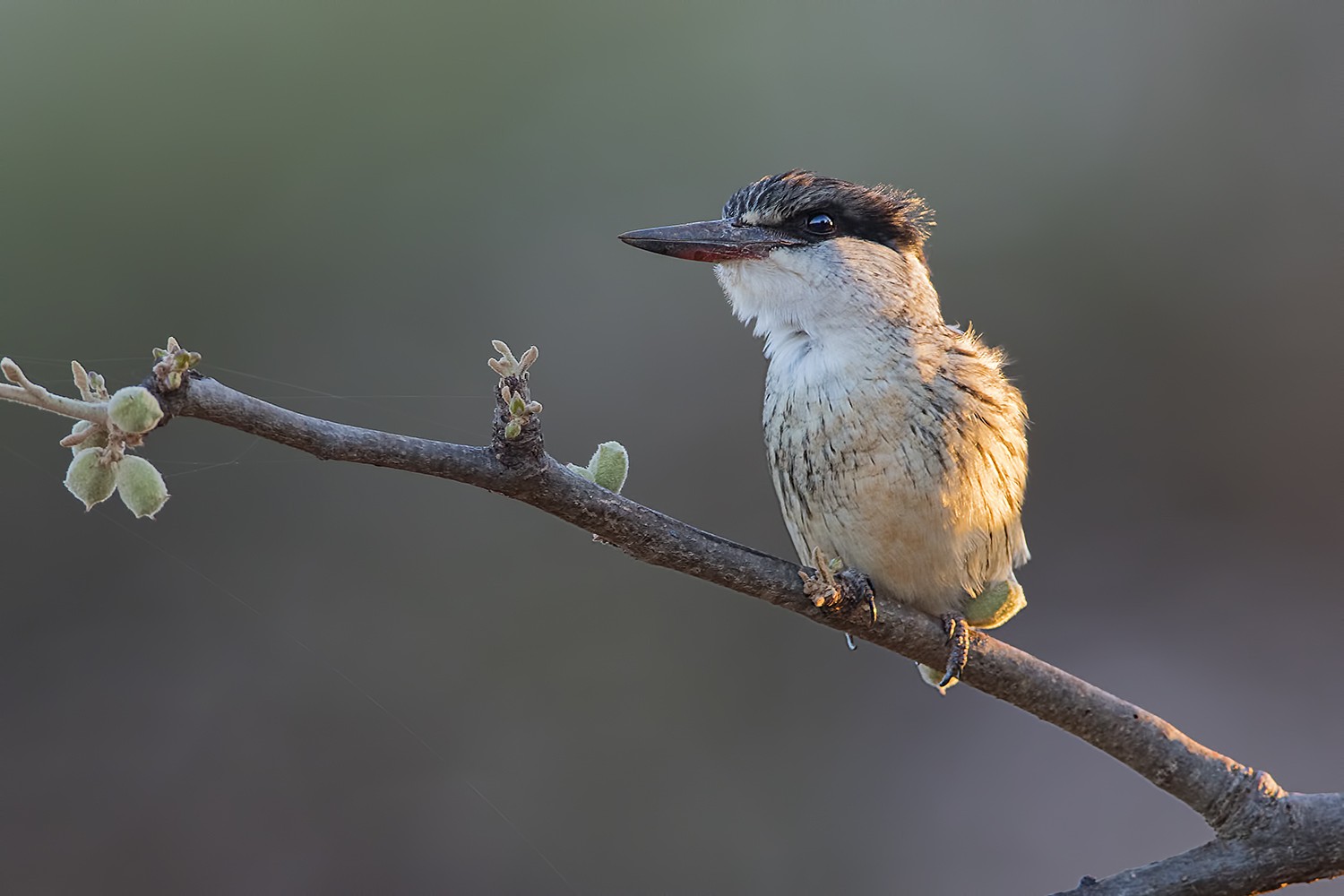 Striped Kingfisher