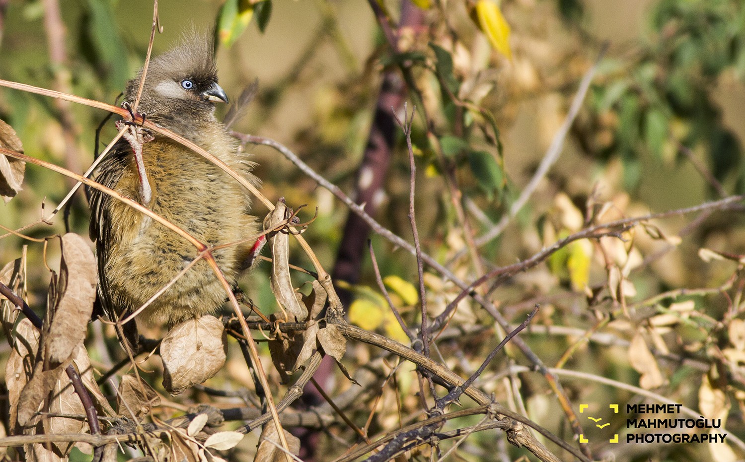 Speckled Mousebird