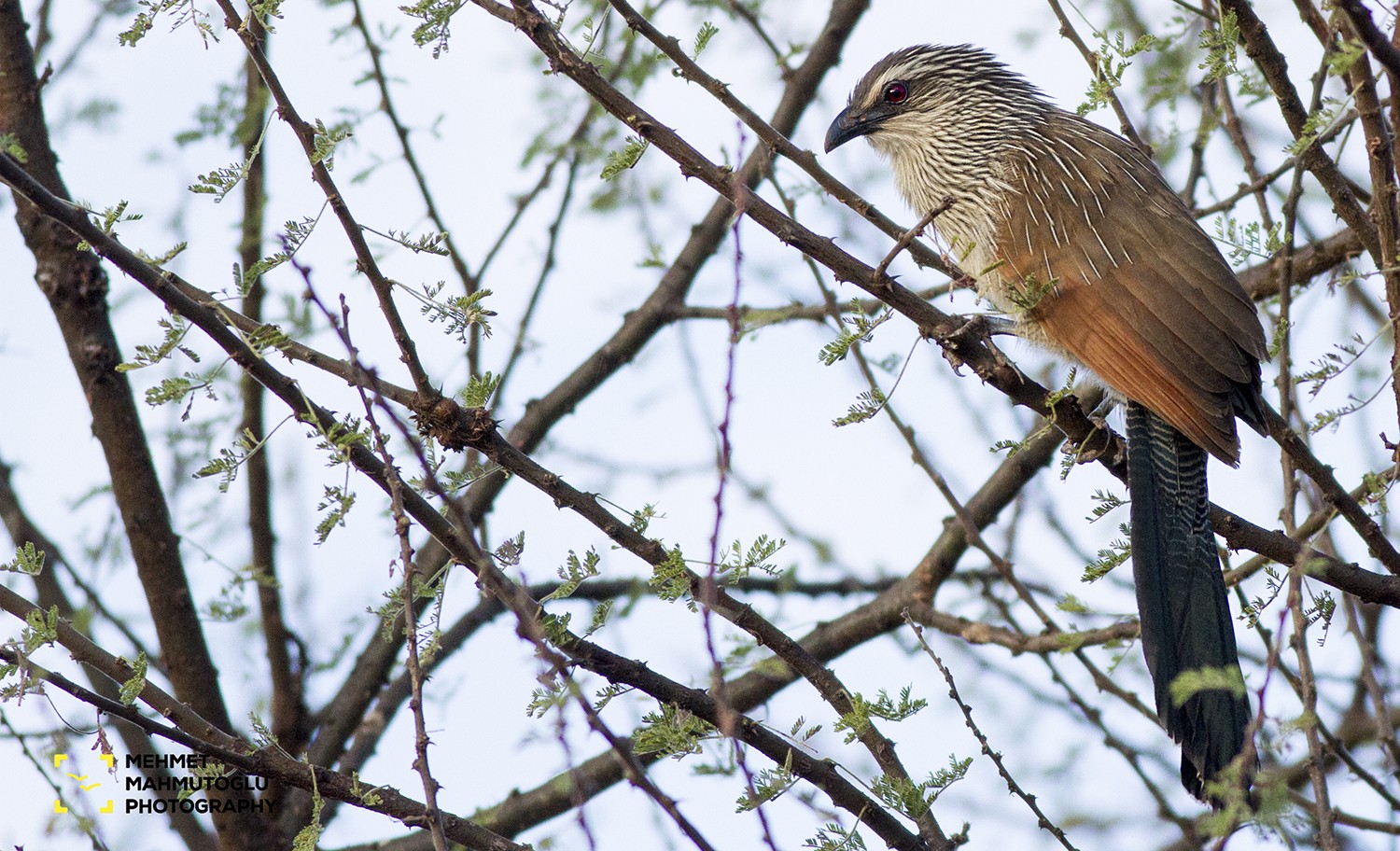 White-browed Coucal