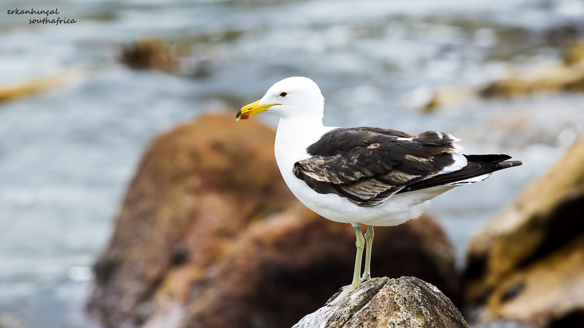 Kelp Gull