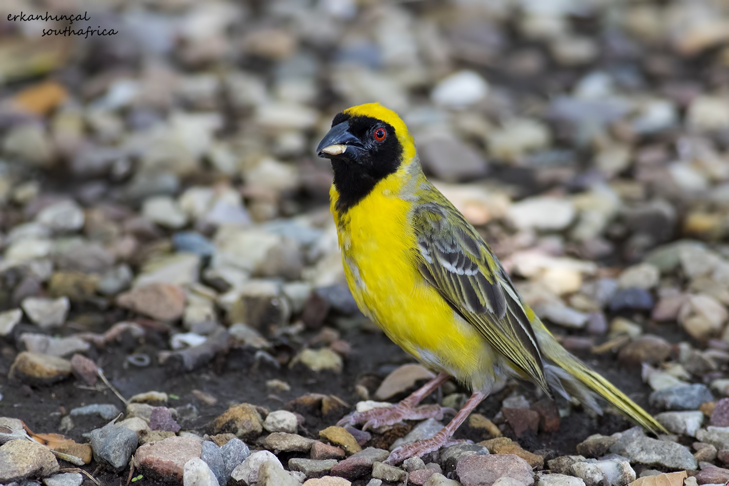 Lesser Masked Weaver