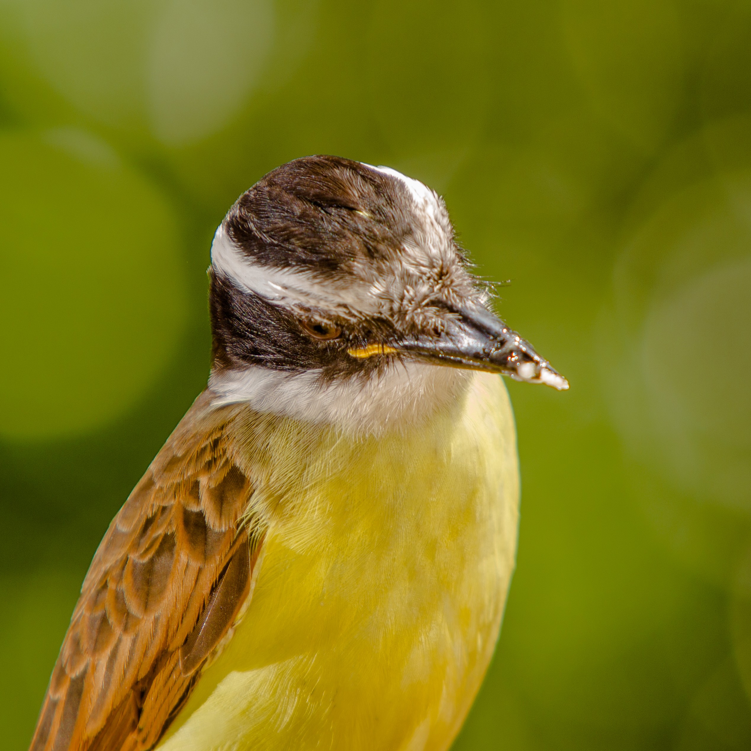 Great Kiskadee