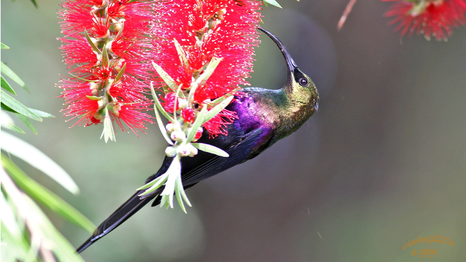 Tacazze Sunbird