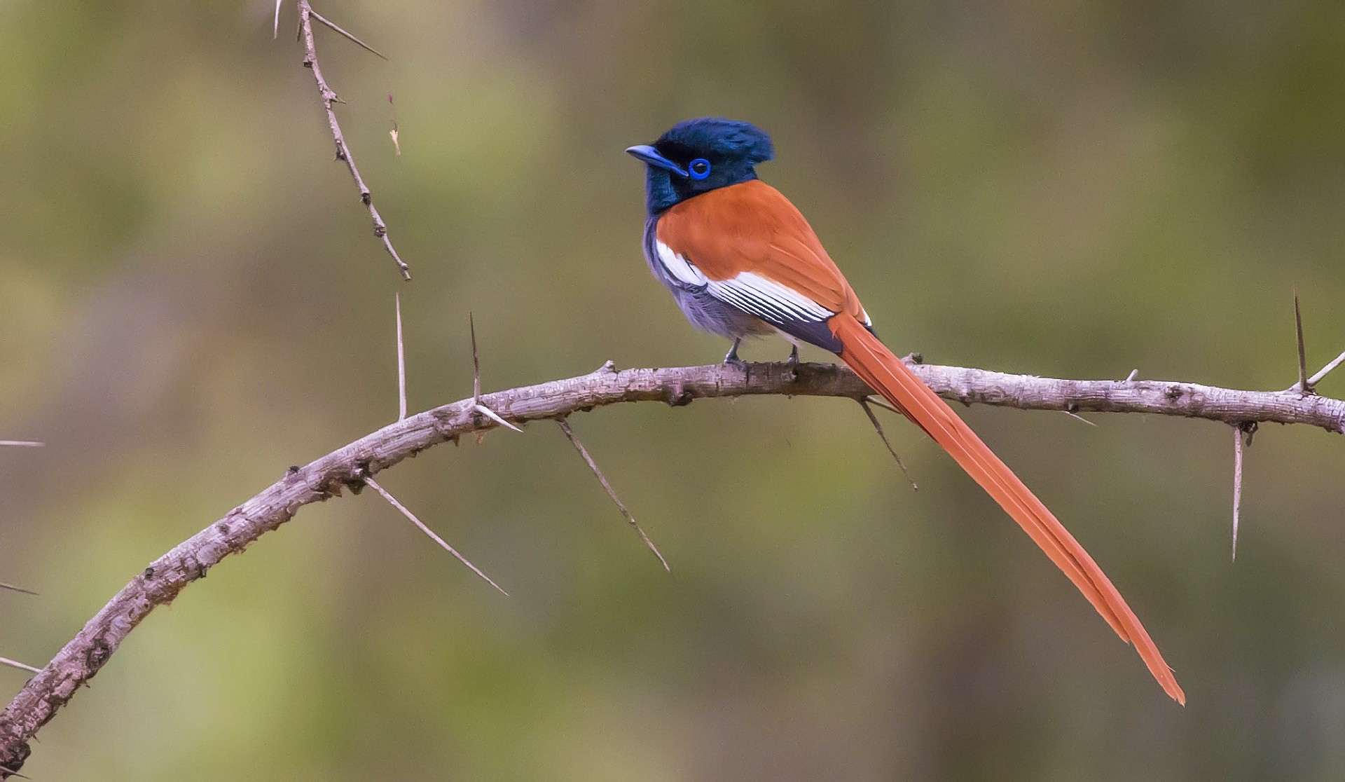 African Paradise-flycatcher