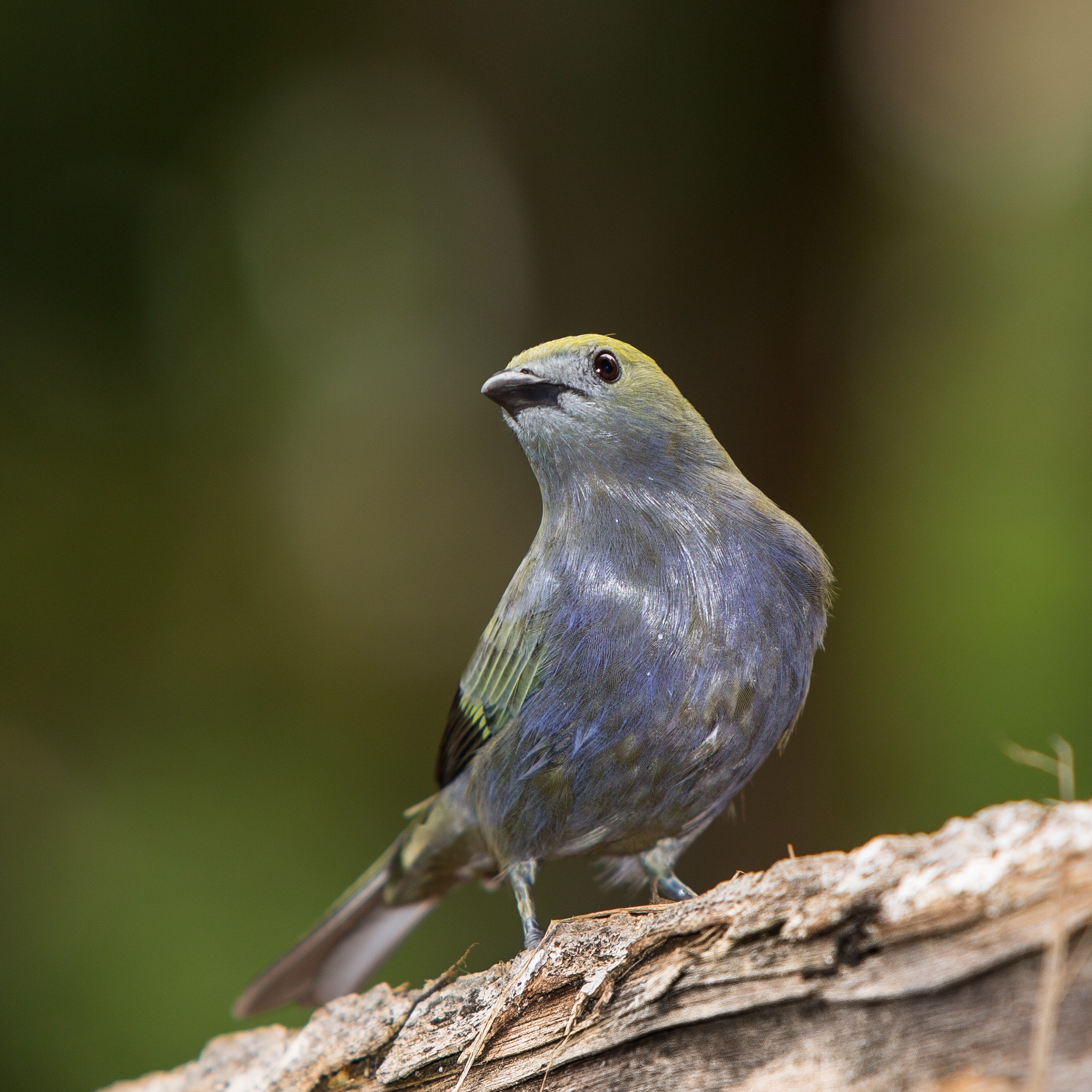 Palm Tanager