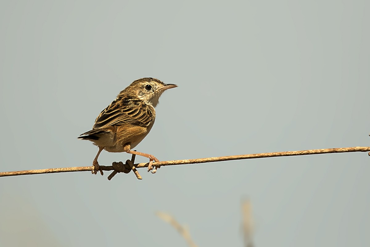 Rattling Cisticola