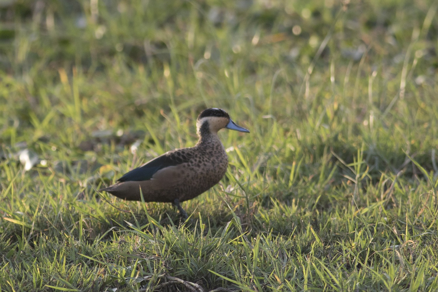 Hottentot Teal