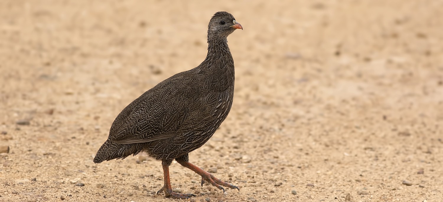 Cape Francolin
