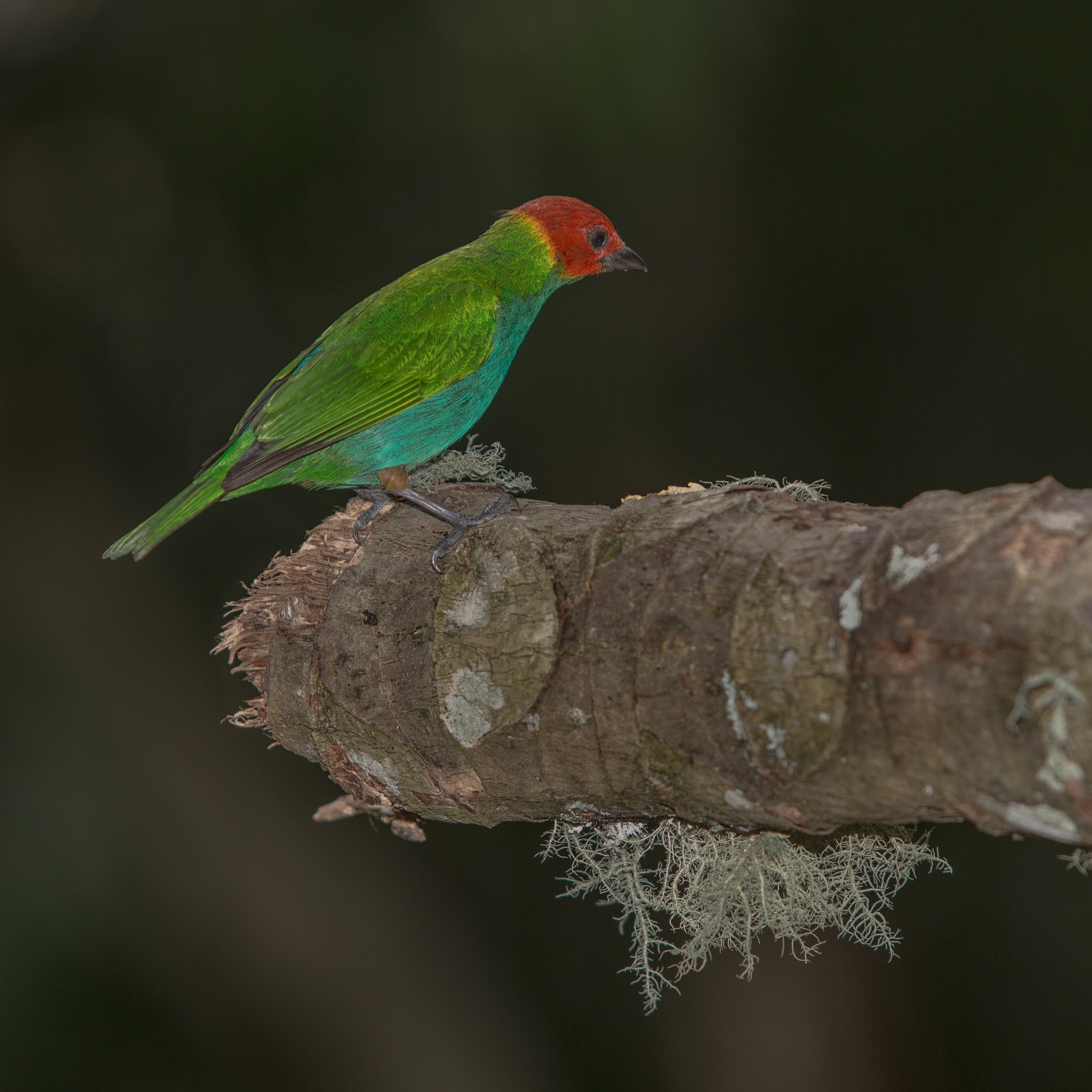 Bay-headed Tanager