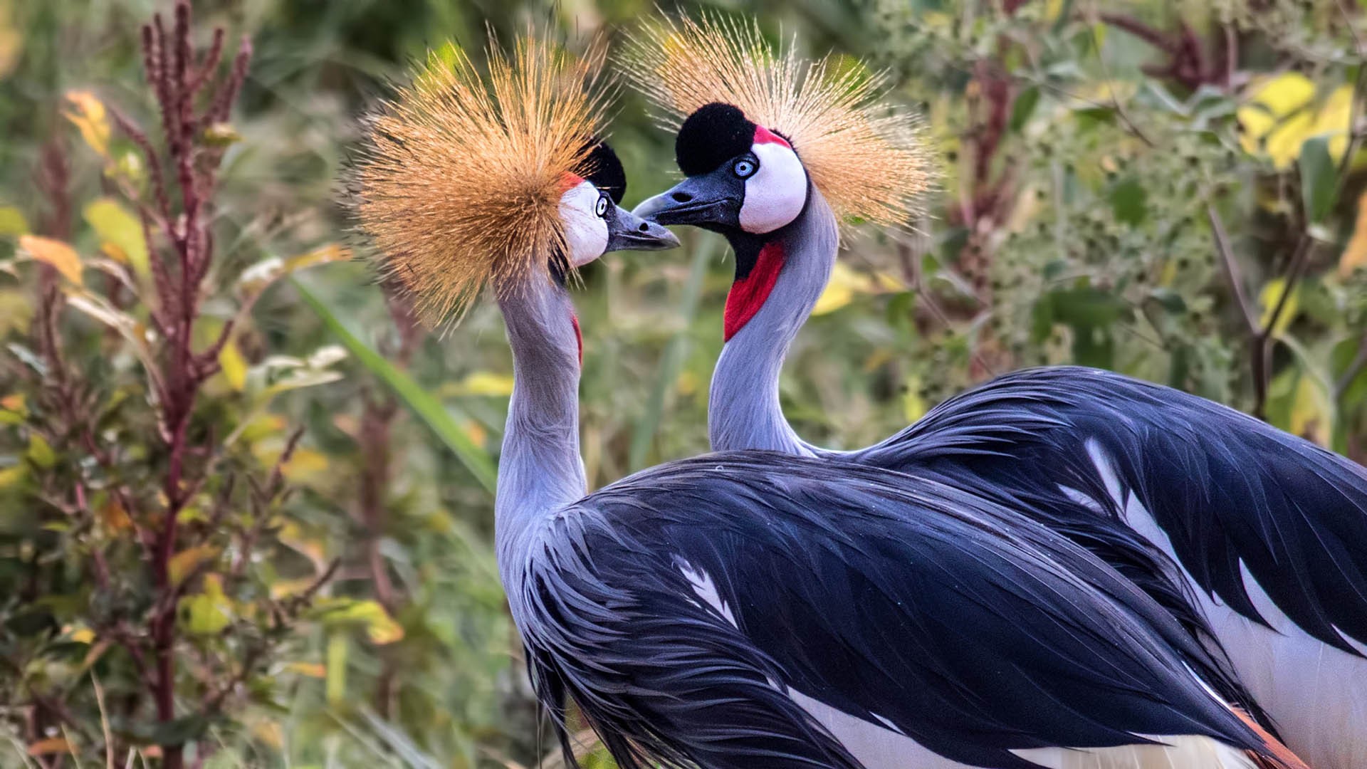 Grey Crowned-crane