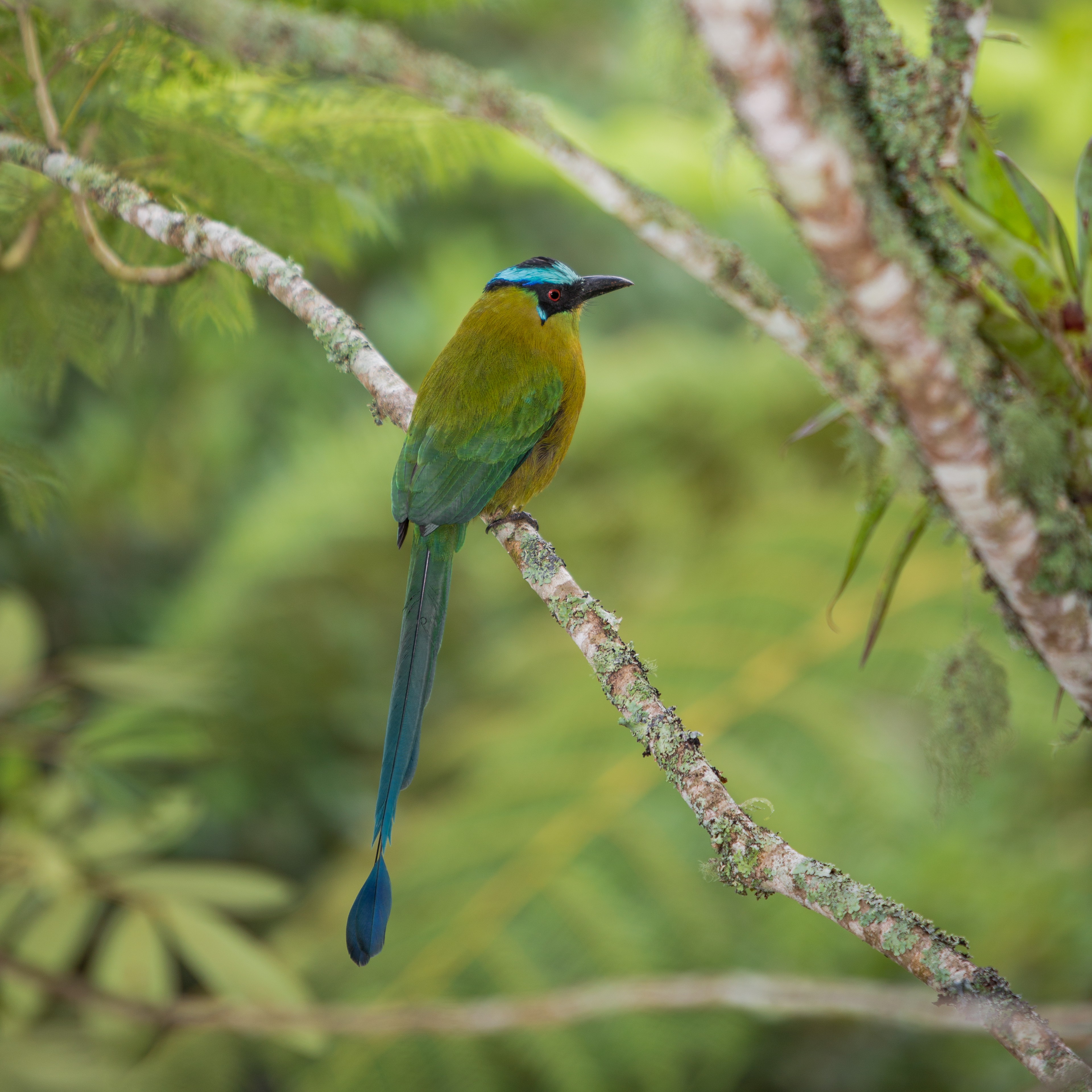 Highland Motmot