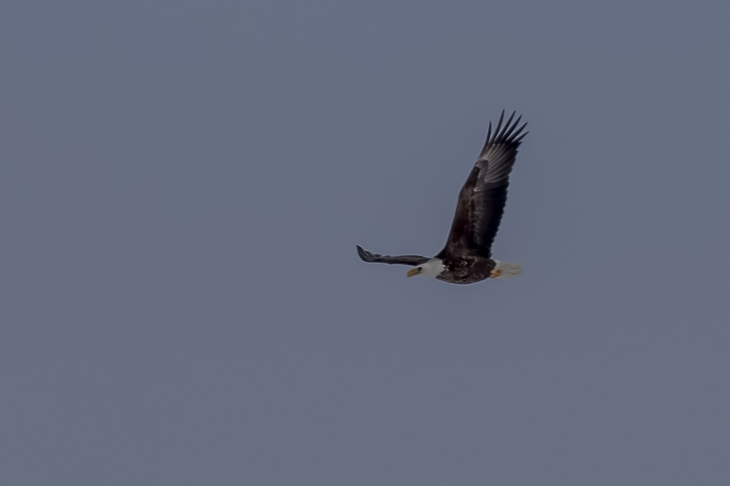 Bald Eagle