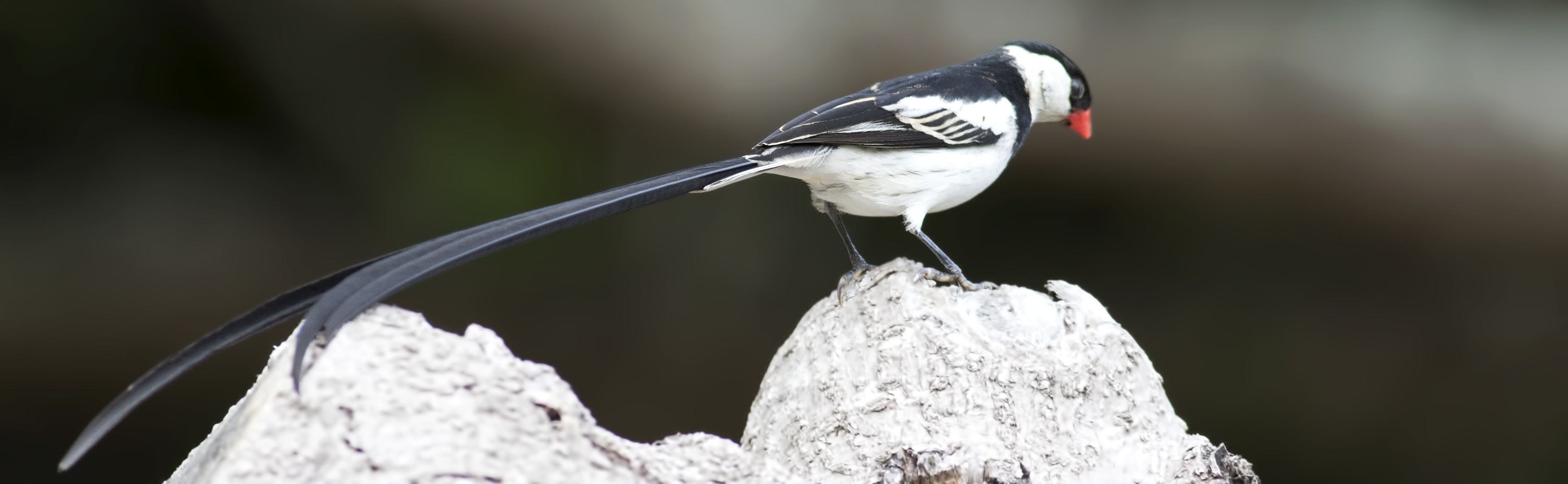 Pin-tailed Whydah