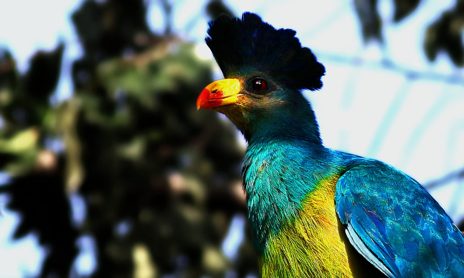 Great Blue Turaco