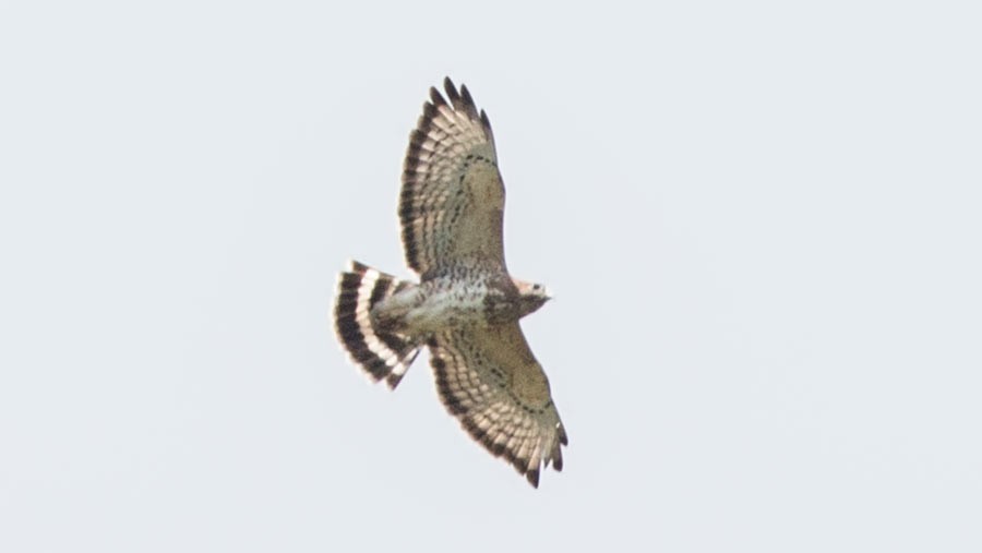 Broad-winged Hawk