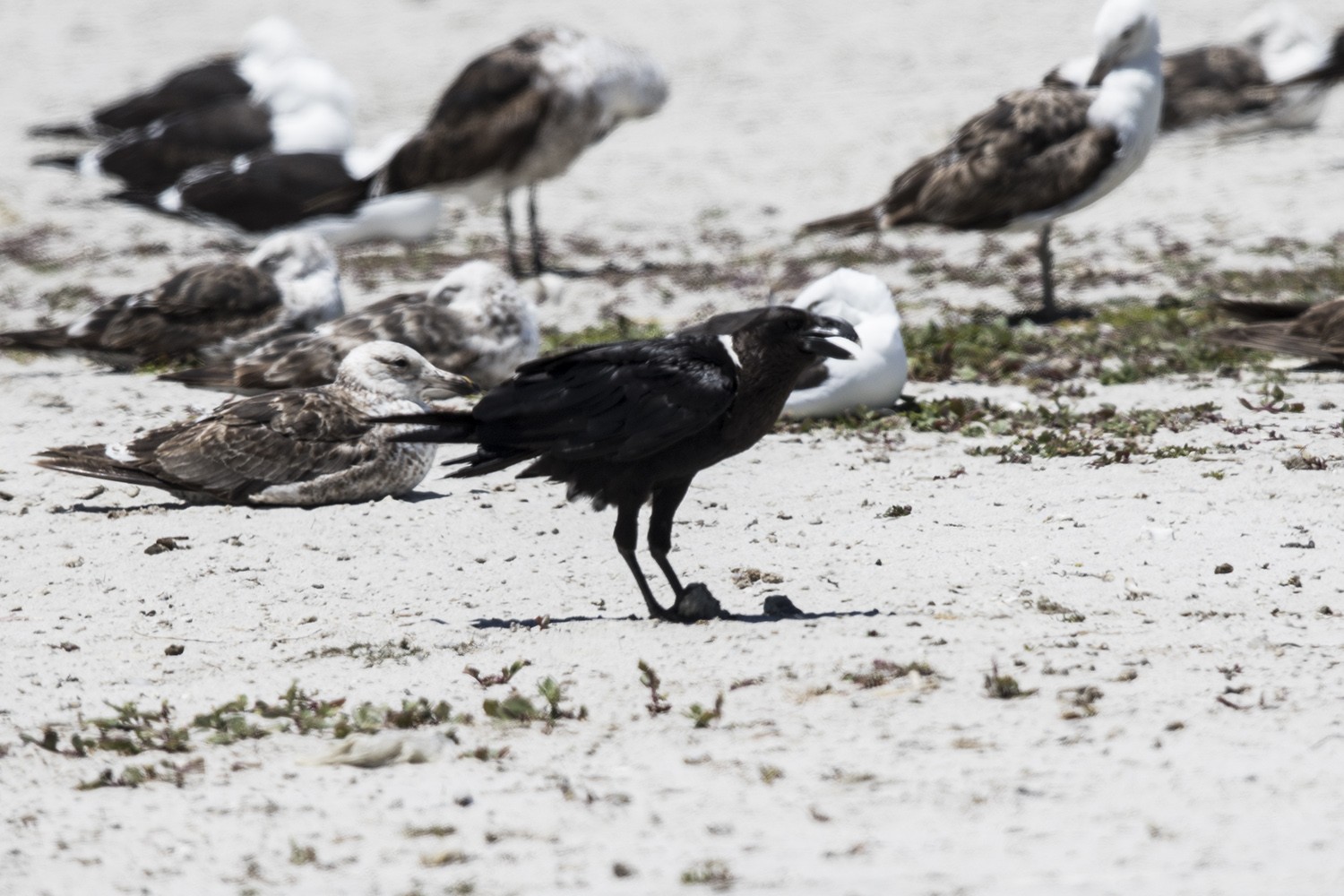 White-necked Raven
