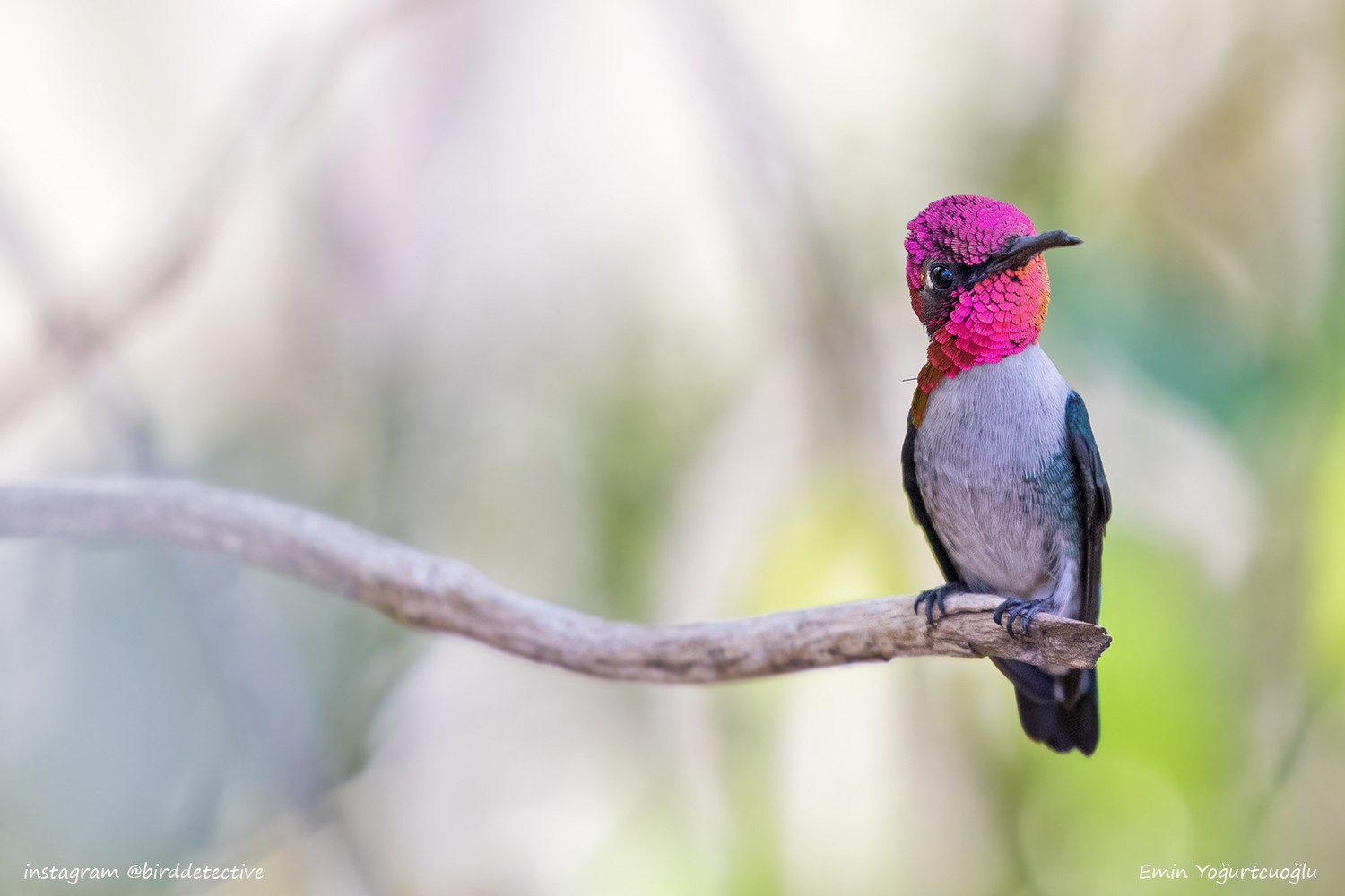 Bee Hummingbird