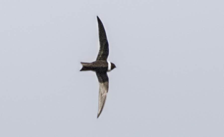 White-collared Swift