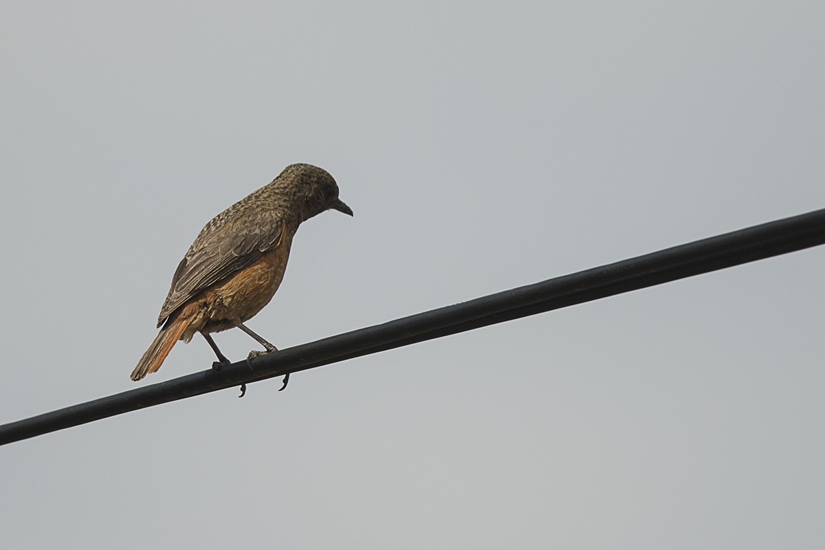 Cape Rock-thrush