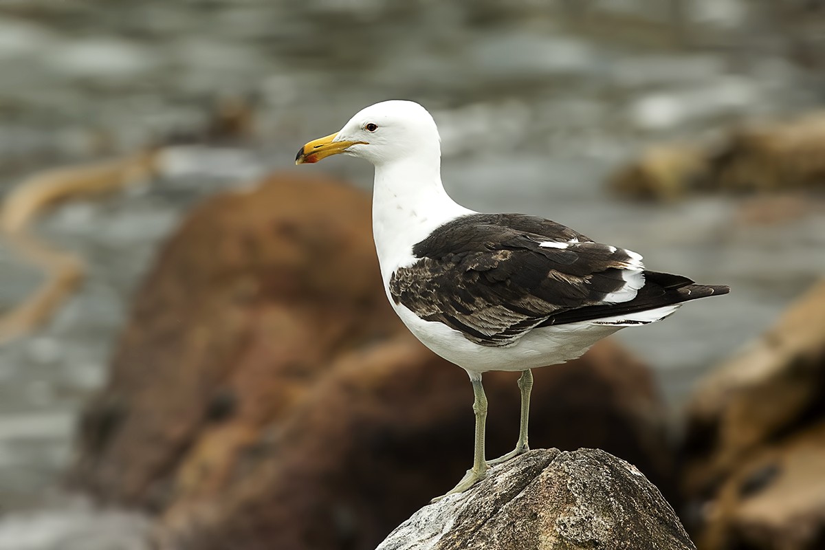 Kelp Gull