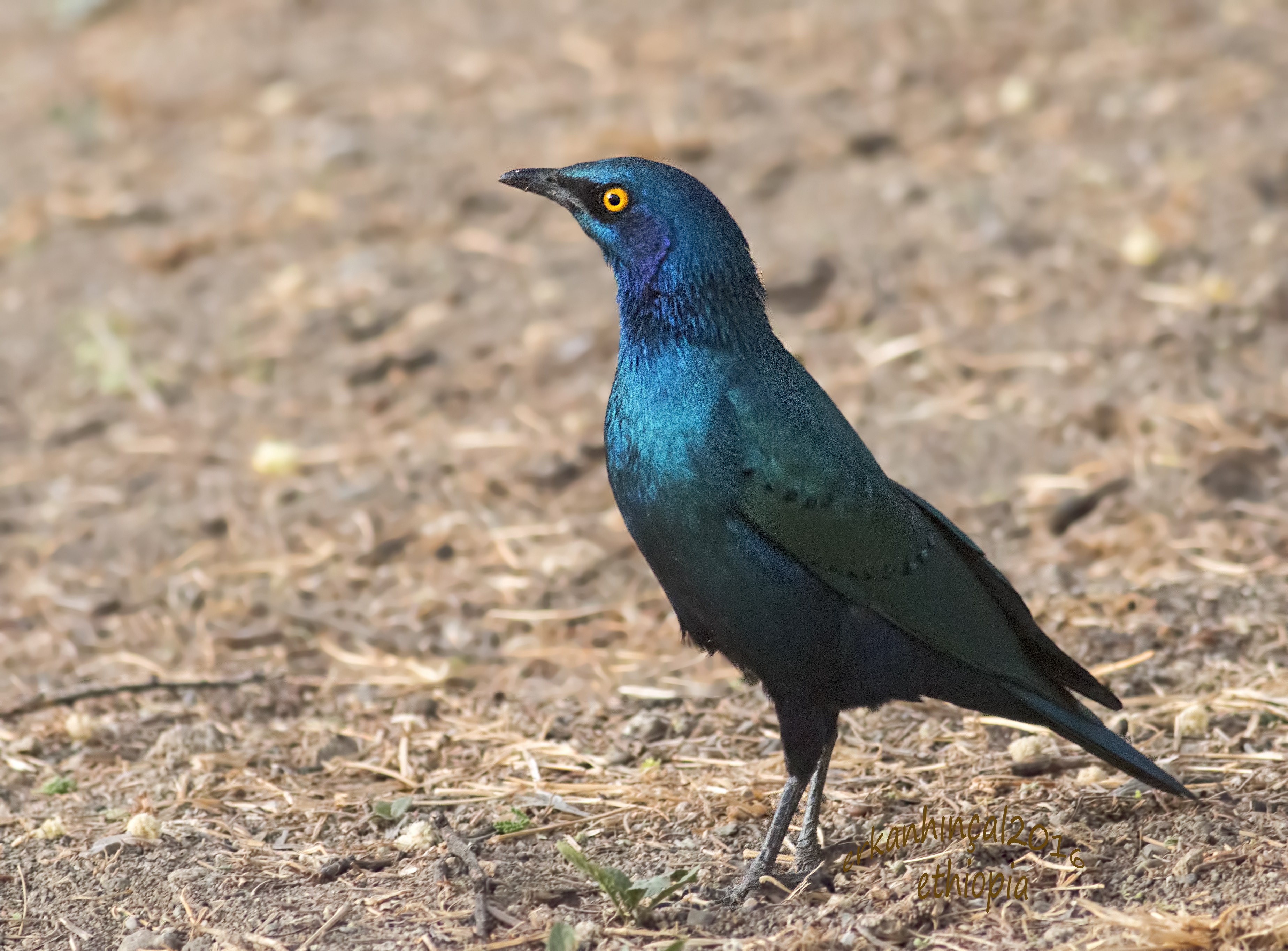 Greater Blue-eared Starling