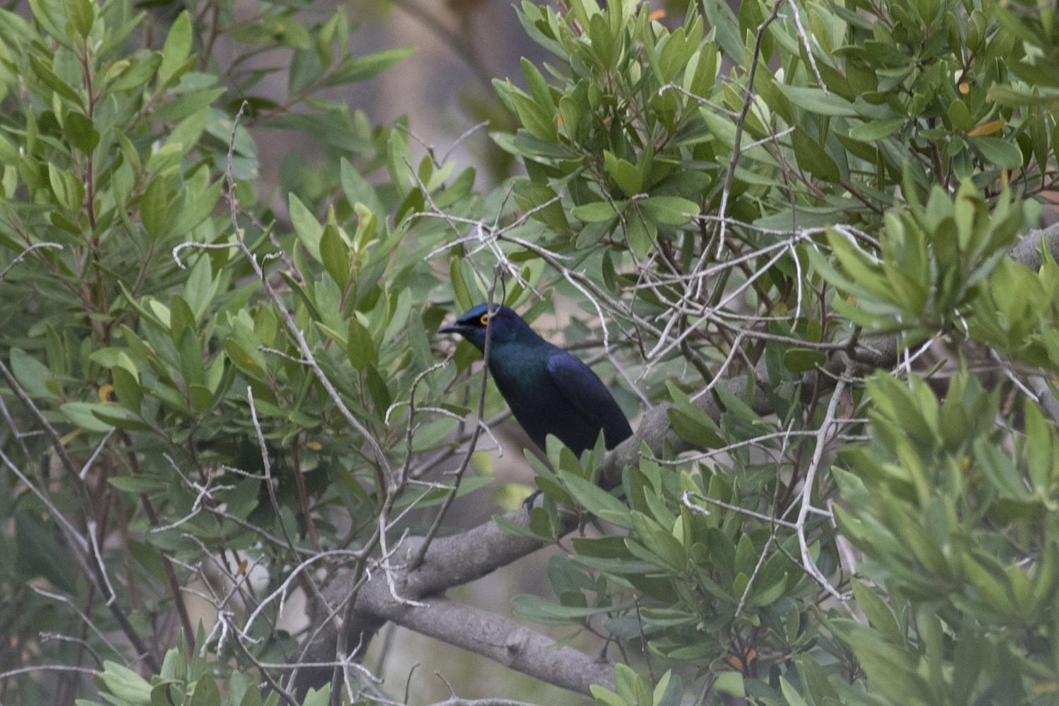 Cape Glossy Starling