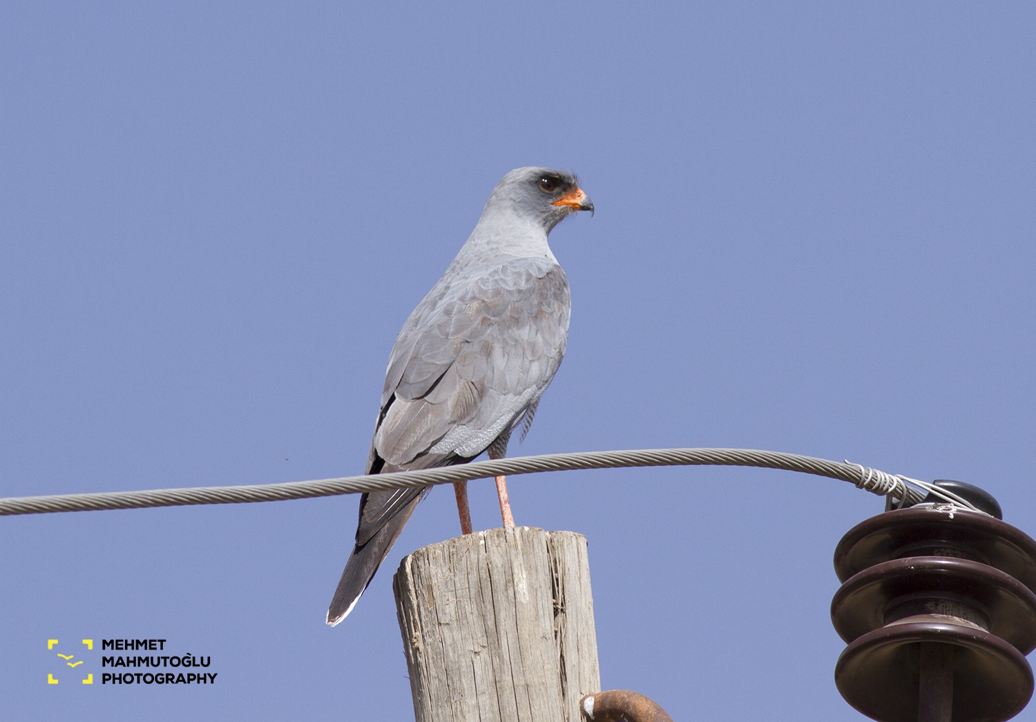 Dark Chanting-goshawk